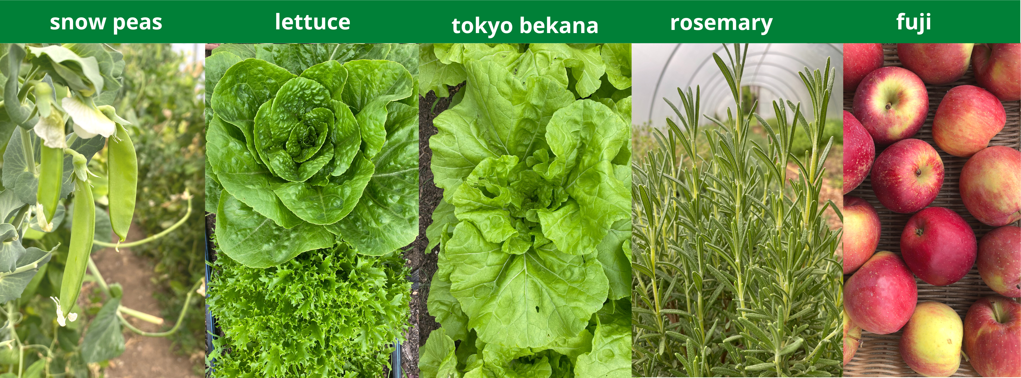 Pictured left to right: 3 snow peas dangling from a plant, a romaine and leaf lettuce, Tokyo bekana, rosemary, and fuji apples