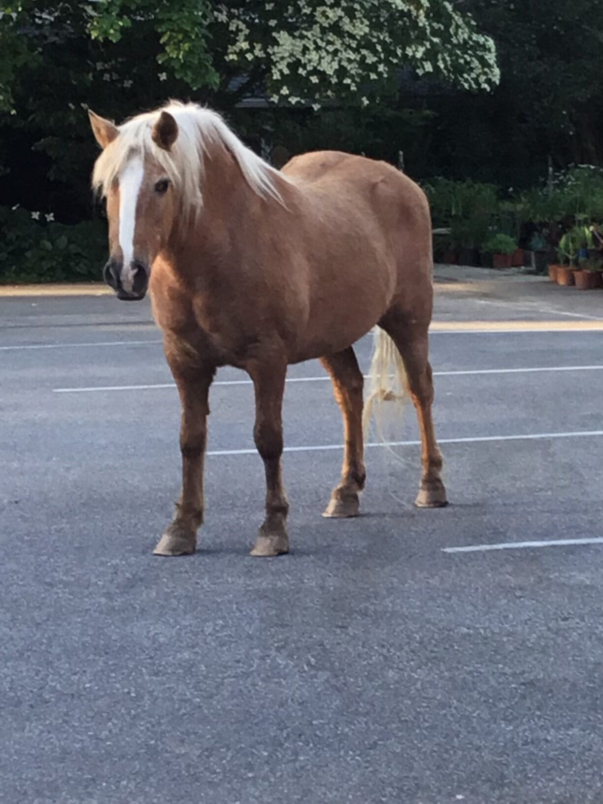 horse standing in parking lot