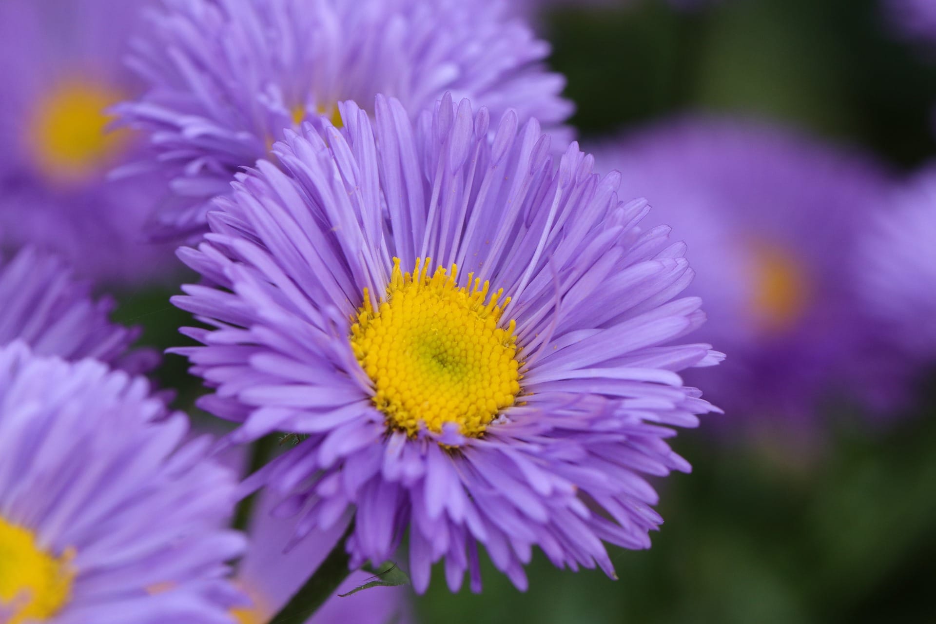 asters-7015433_1920