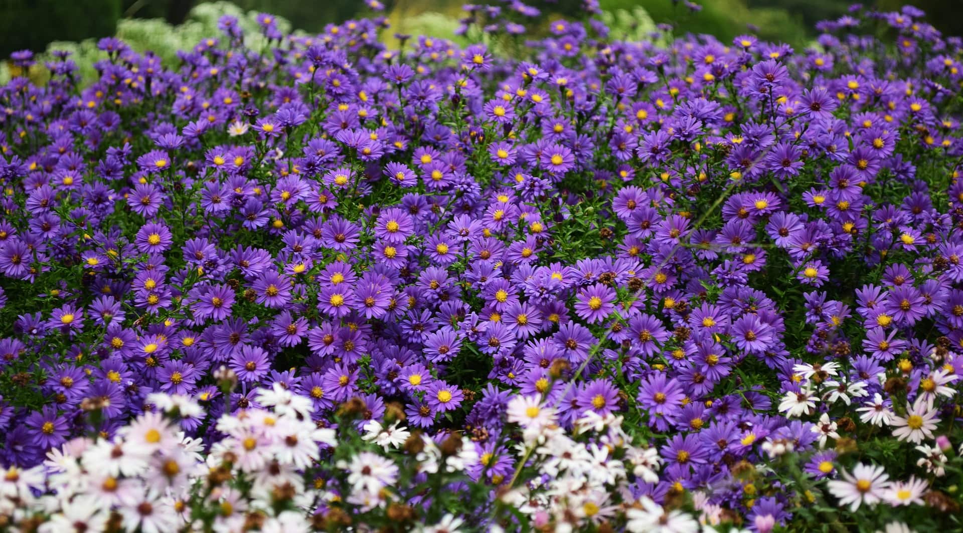 lots of purple asters across most of the picture; a few white ones in a strip along the lower edge