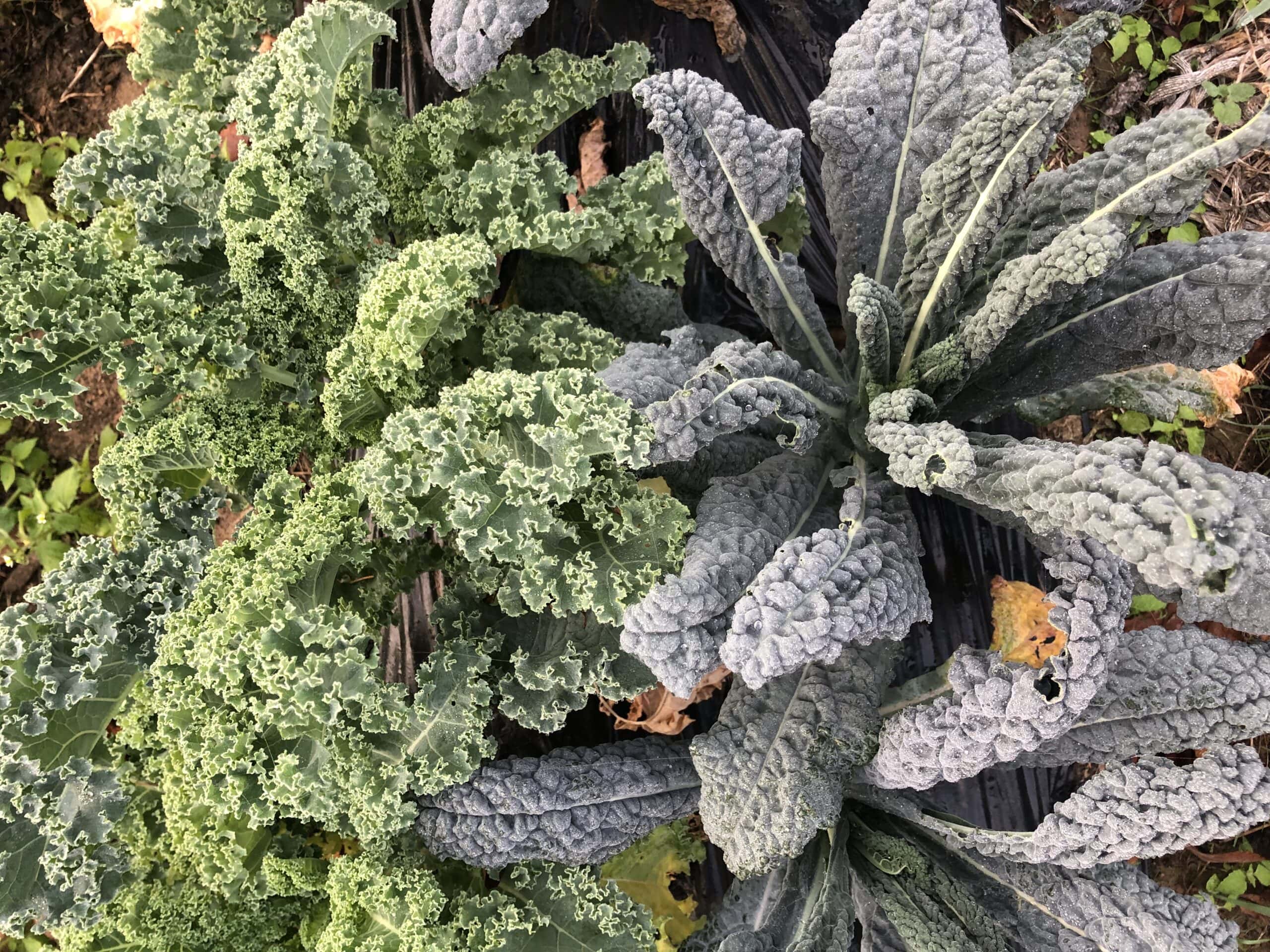 kale green tuscan 11-5-22