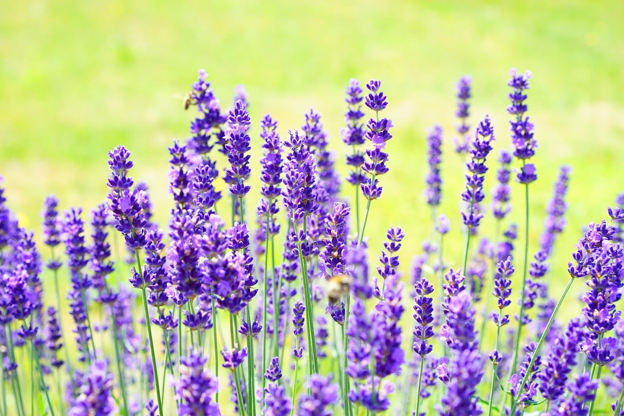 lavenders, flowers, garden-1117274.jpg