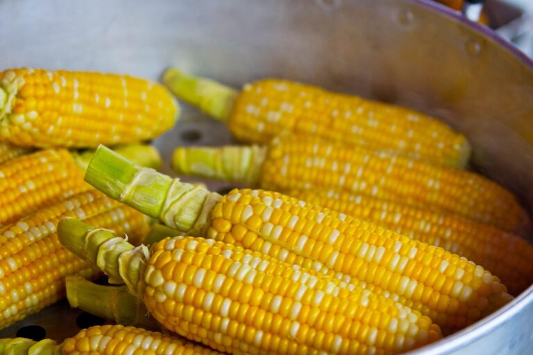 bicolor corn ears in pot