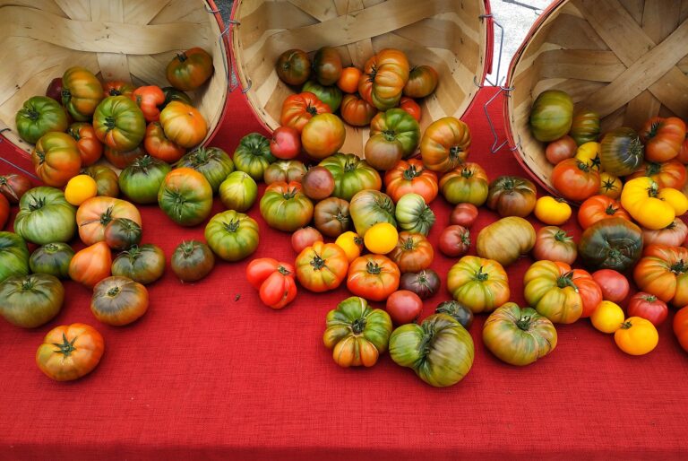 multi-colored heirloom tomatoes on a table and strategically 
