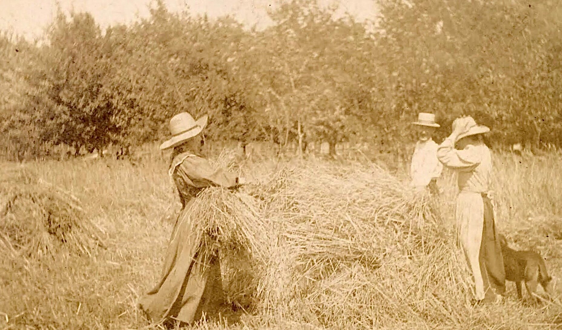 hay harvest 1880