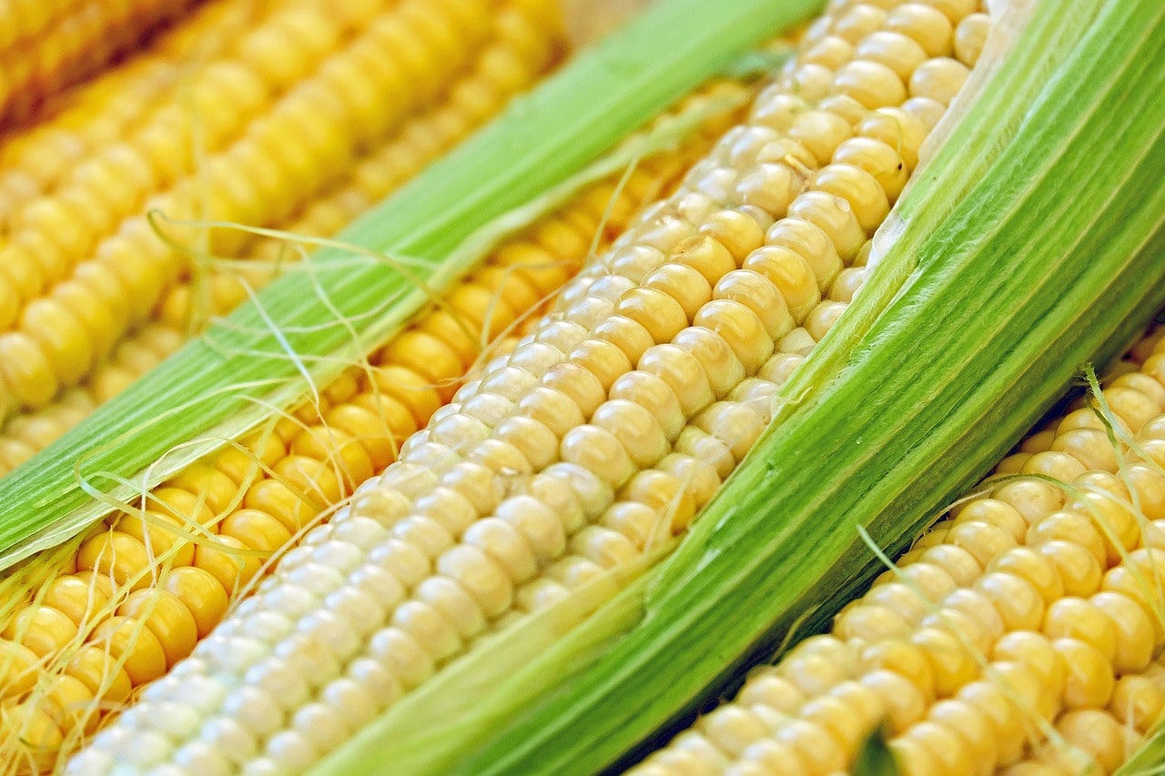 corn-1605664_1280