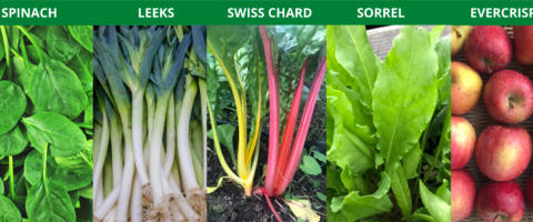 Five pictures, moving left to right, of a pile of baby spinach leaves, a stack of leeks, red and yellow swiss chard growing in the ground, sorrel, and a layer or red evercrisp apples