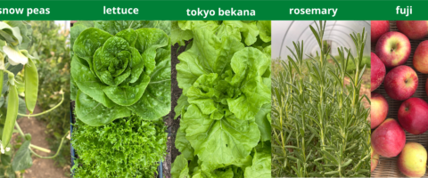 Pictured left to right: 3 snow peas dangling from a plant, a romaine and leaf lettuce, Tokyo bekana, rosemary, and fuji apples