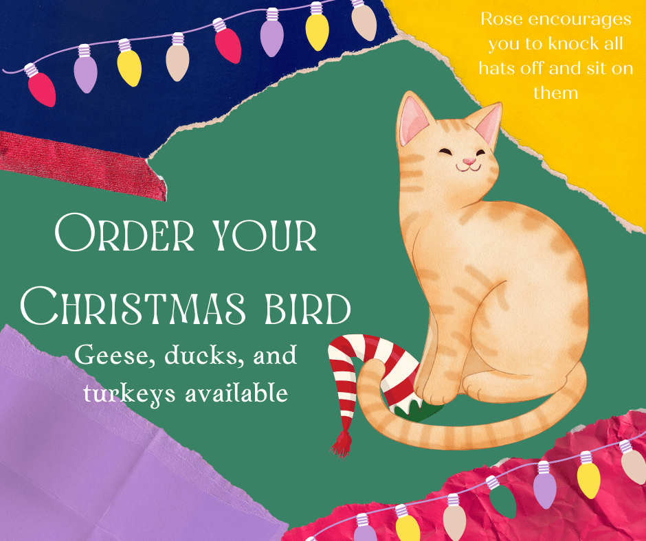 multicolored rripped paper with 2 strings of Christmas lights as a background. Rose, the striped buff colored cats, happily sits on a elf hat (the proper way to use a hat in her opinion). Text in the upper right corner says: 