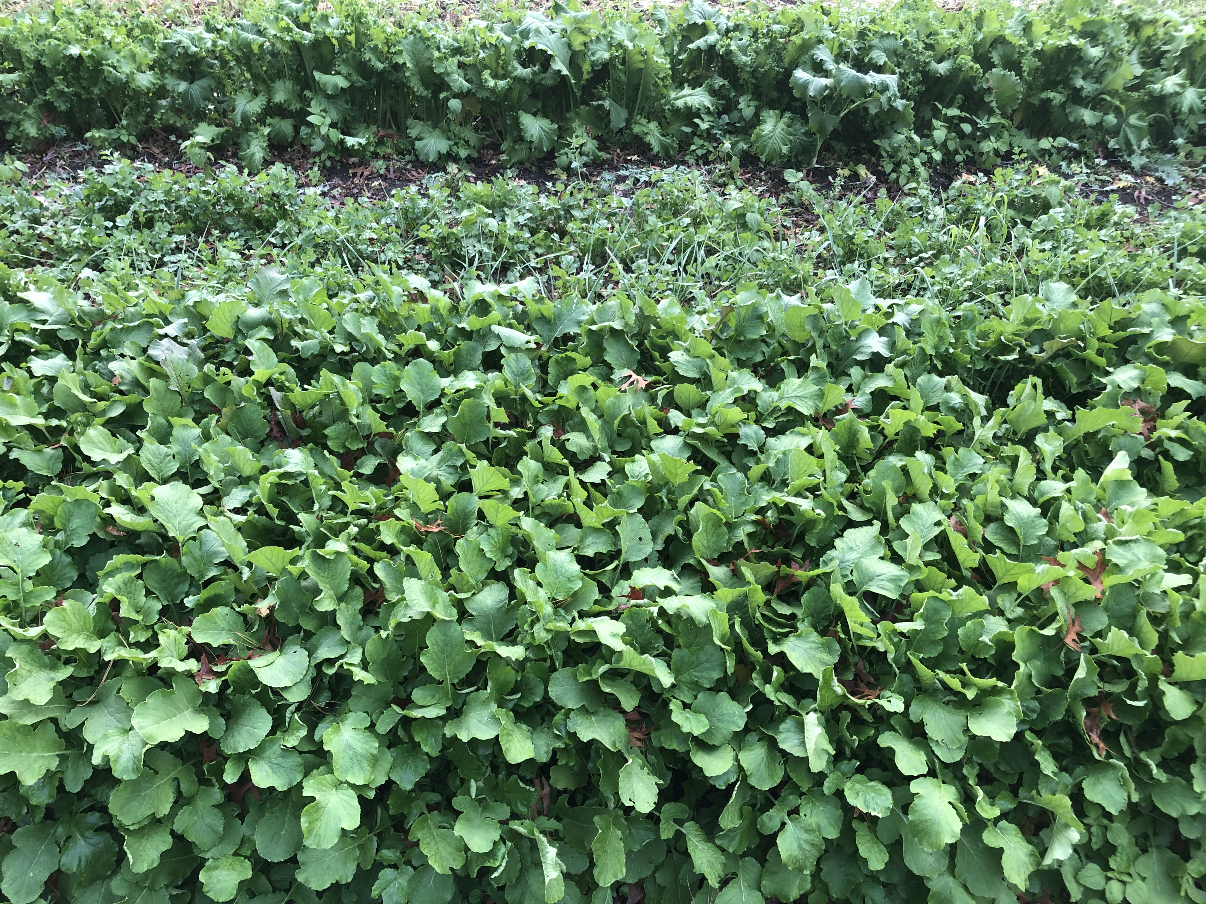 field of daikon radishes
