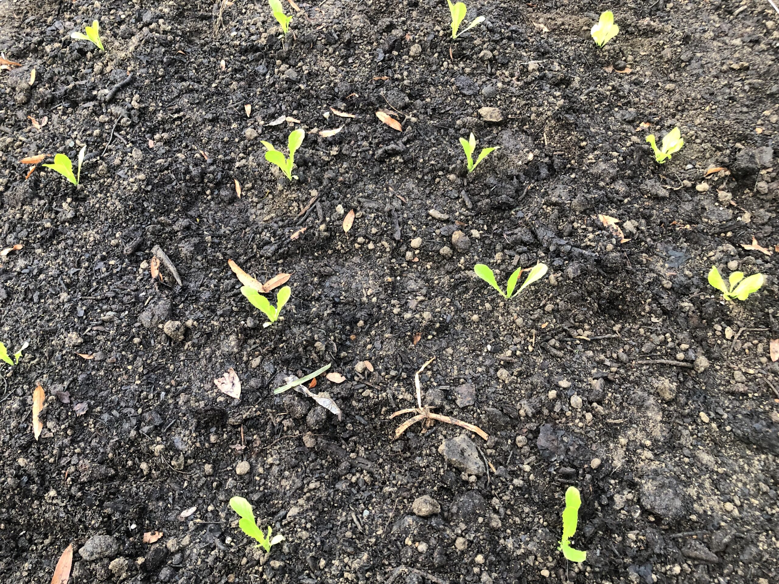 lettuce seedlings 11-5-22