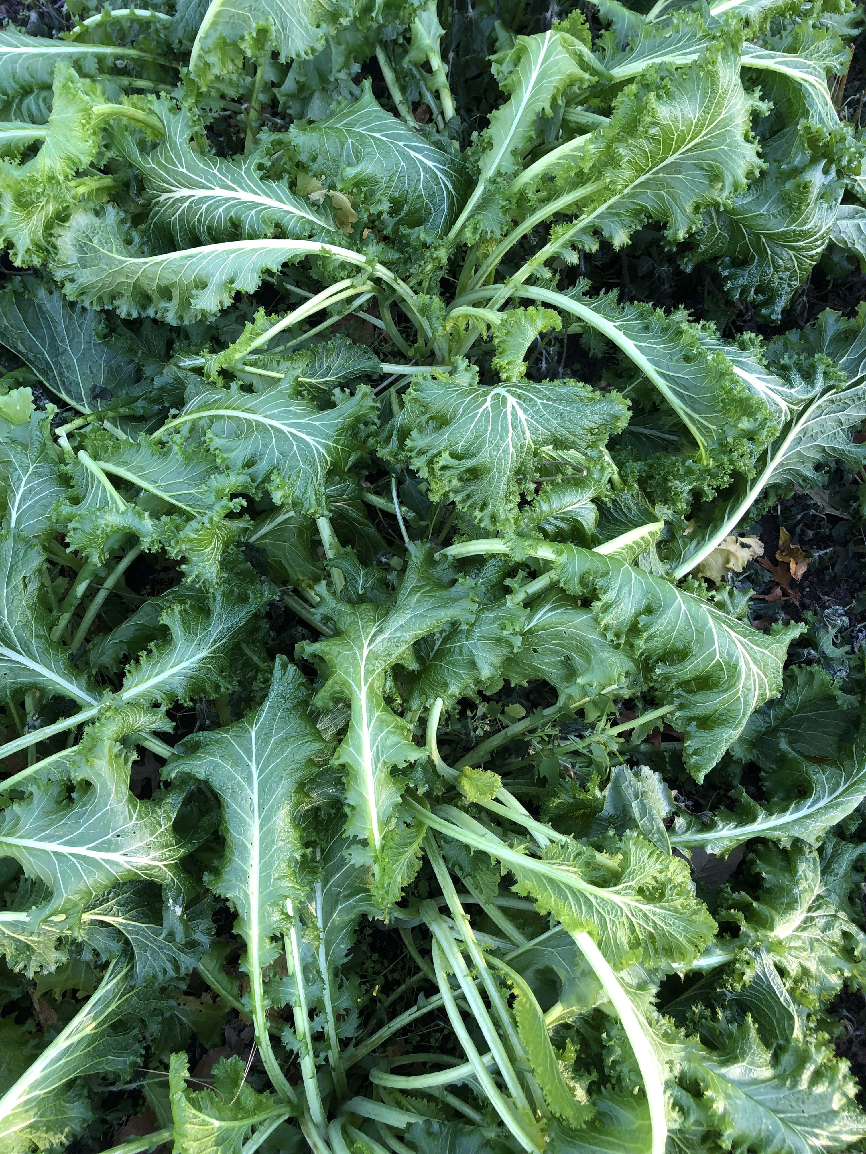 mustard green plants wilted from being frozen