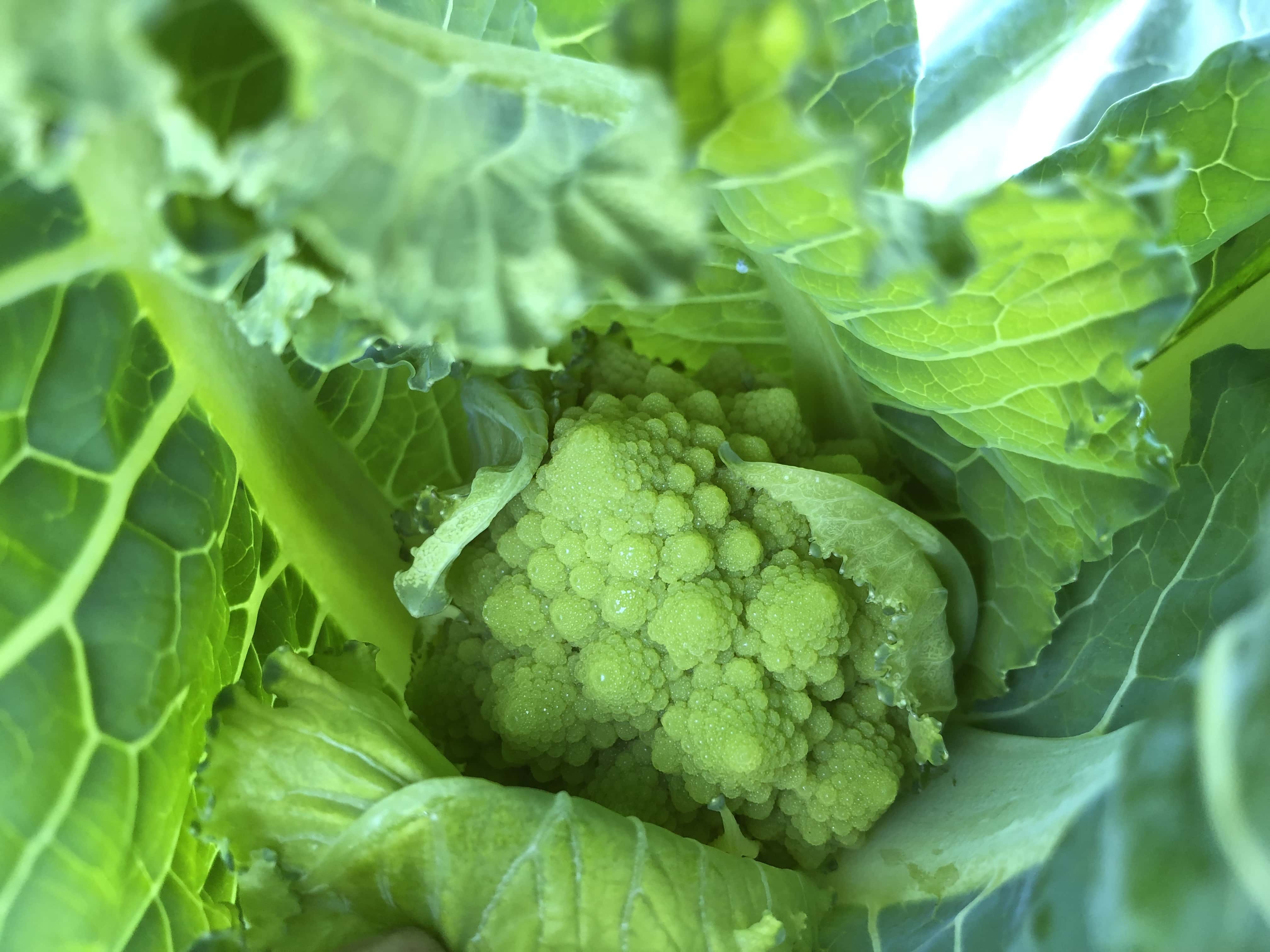 small green romanesco cauliflower surrounded by leaves