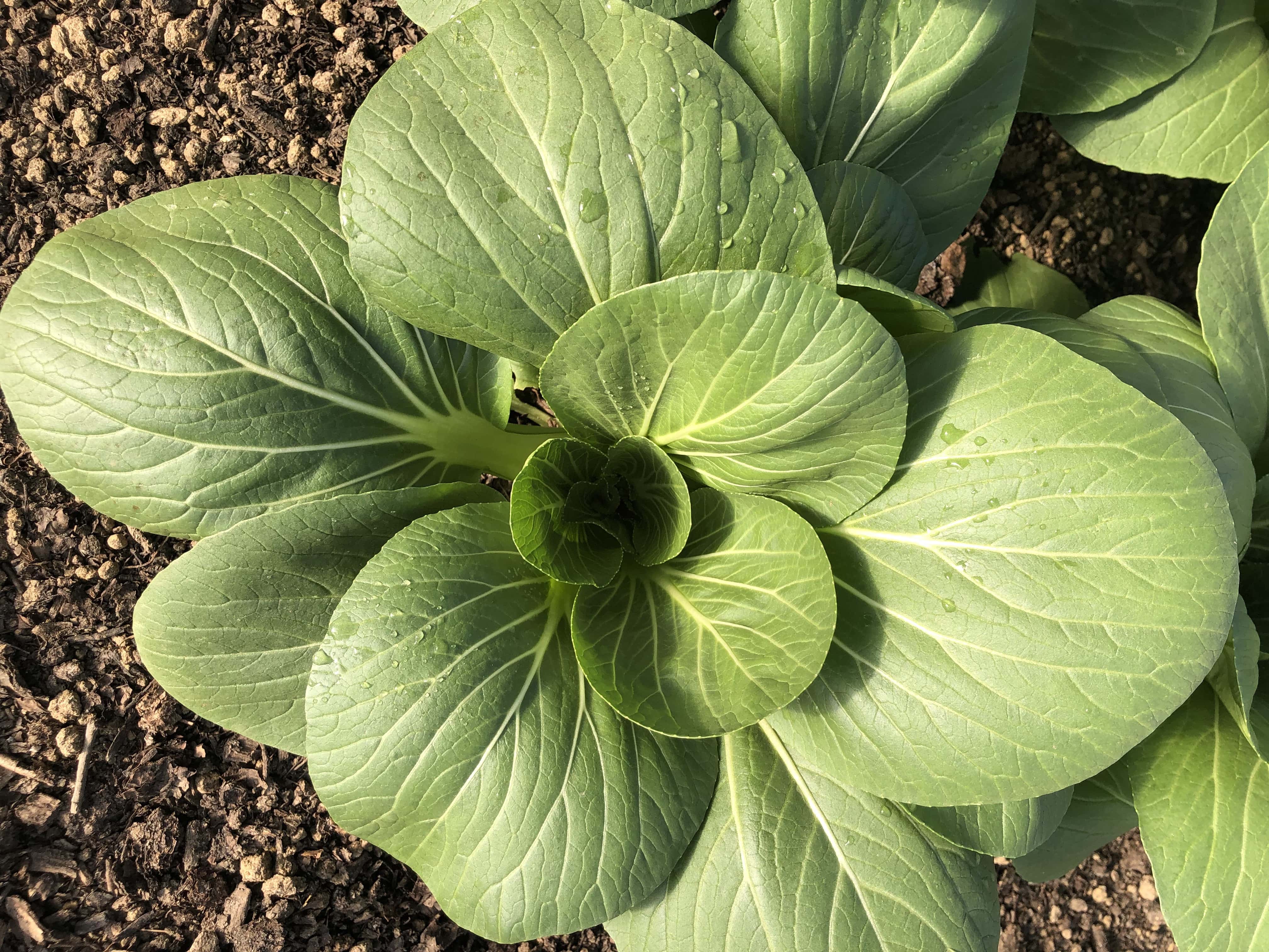 top down view of baby bok choy growing in the ground