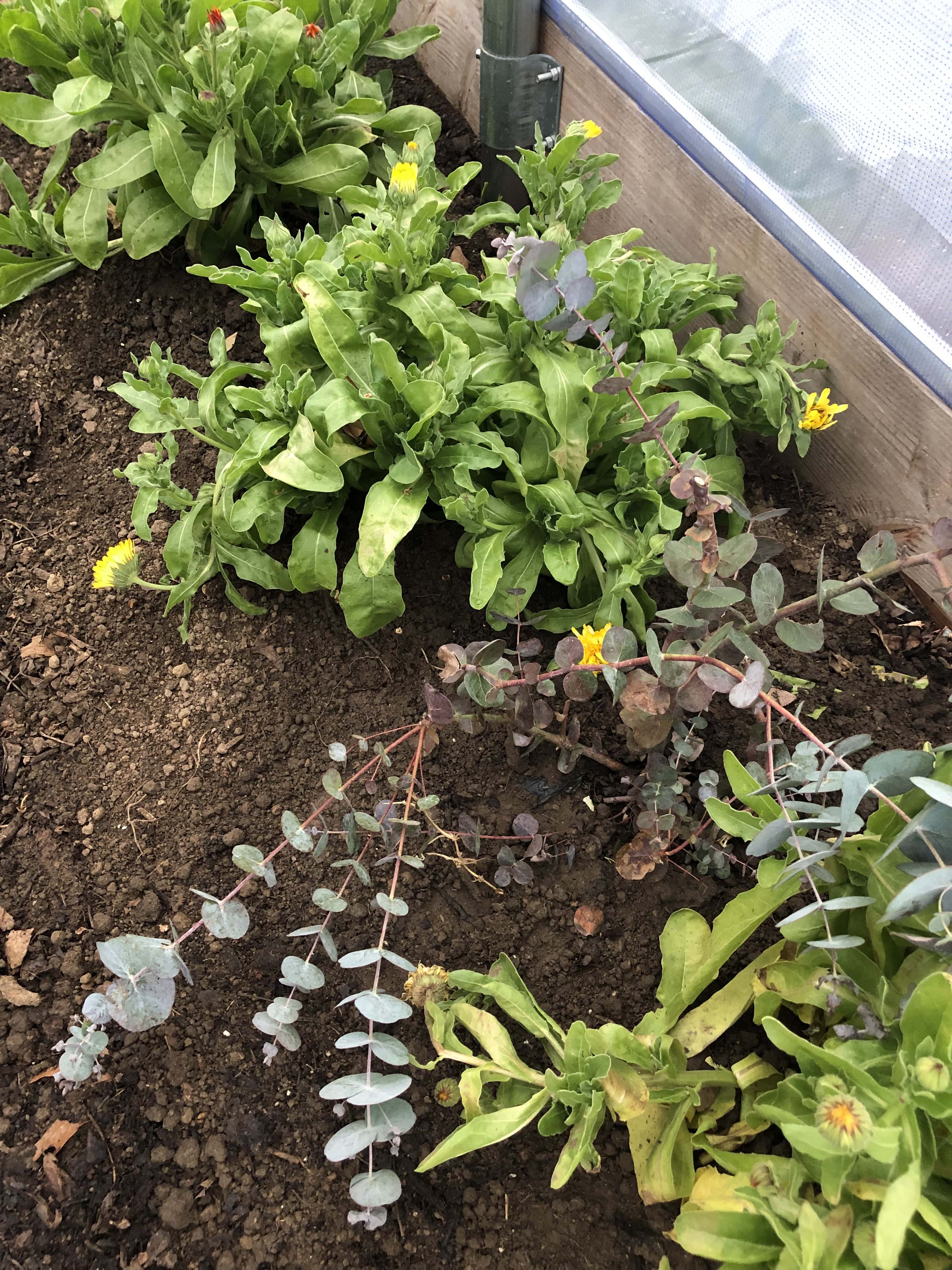 3 calendula plants with a few yellow flowers growing alongside the wooden base of a heated high tunnel. A eucalyptus plant is growing in between the first two calendula.