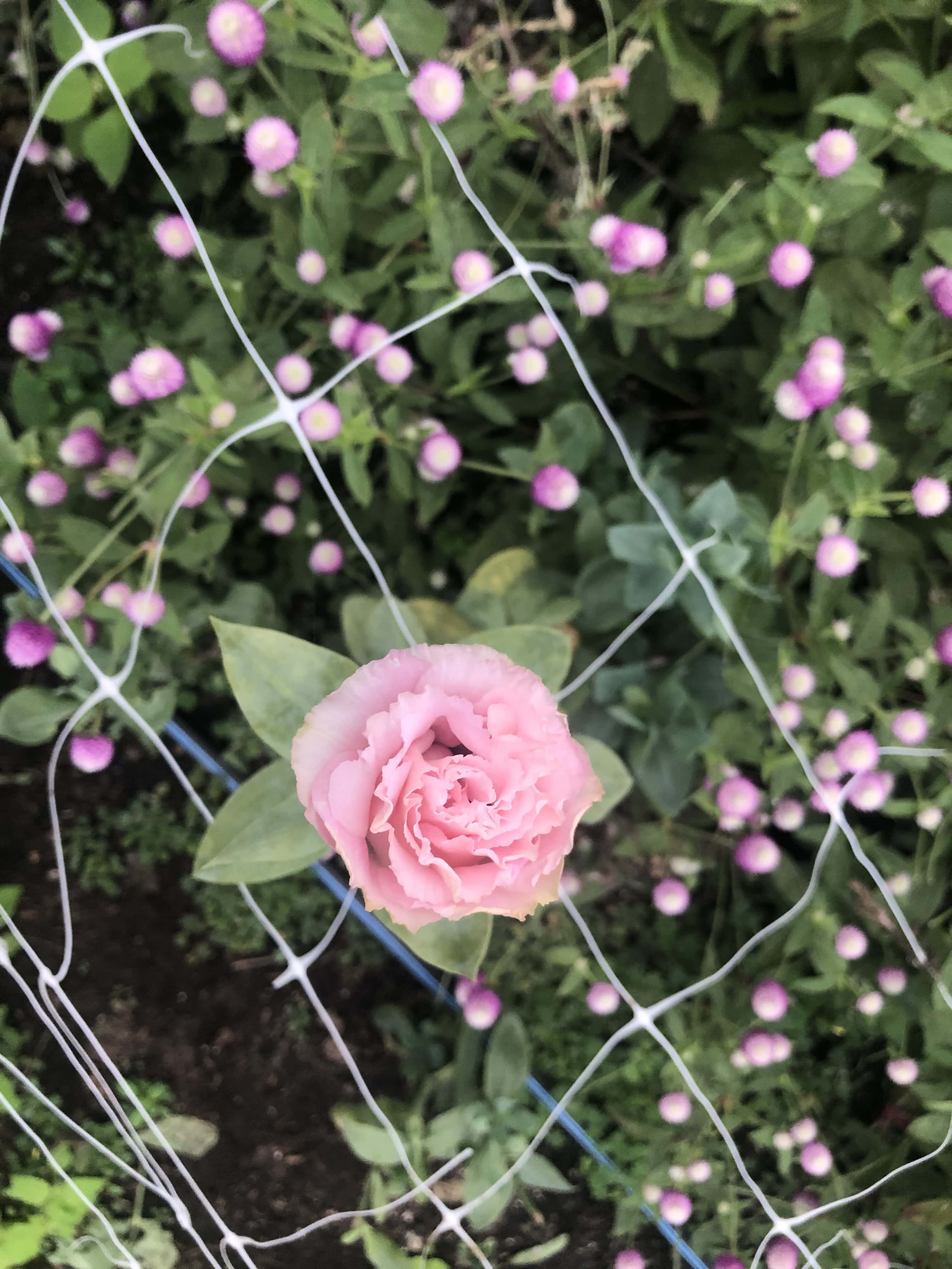 pink lisianthus flower growing up through a white netting trellis. Underneath the trellis lots of pink gomphrena flowers and leaves are growing.