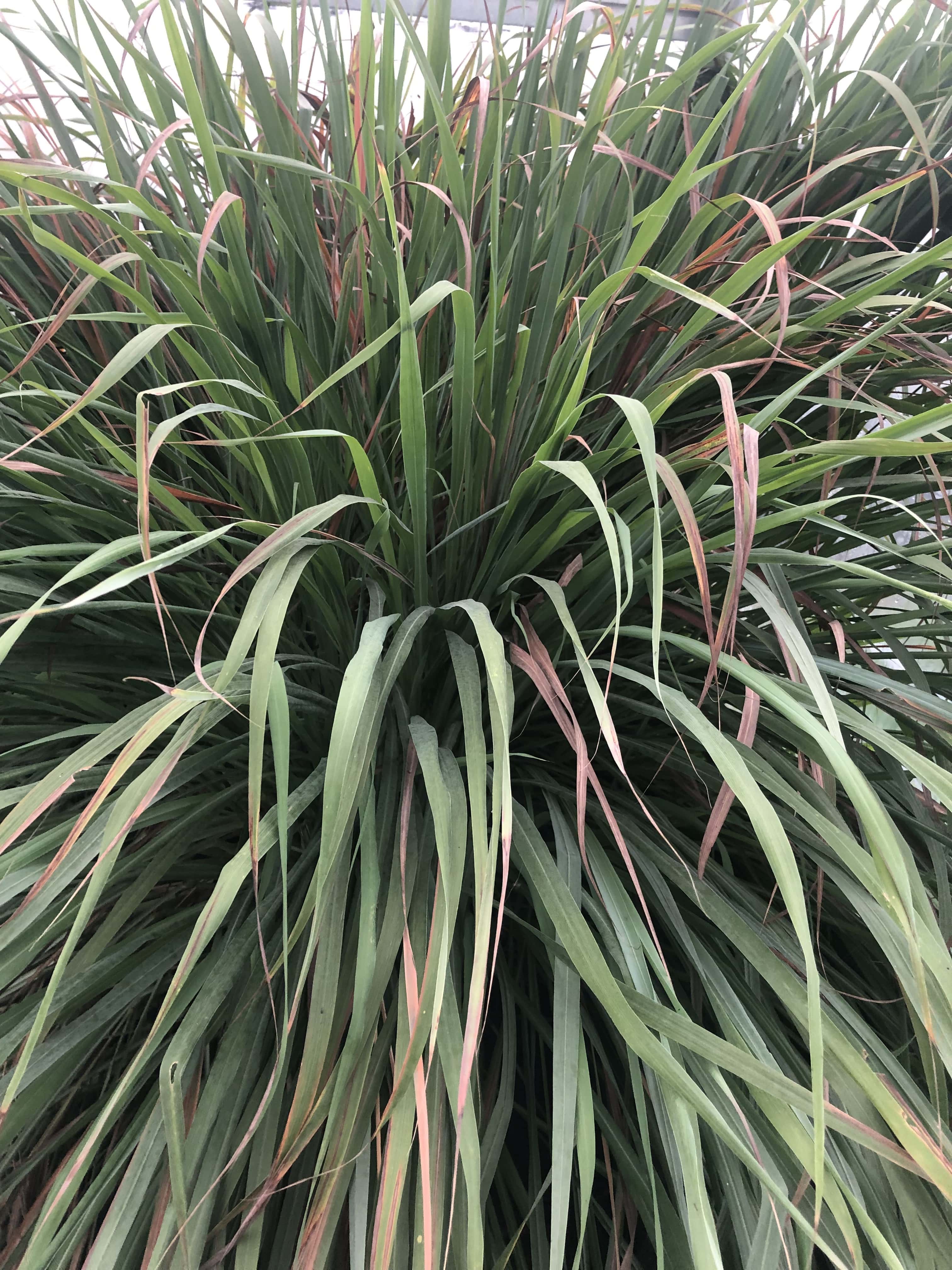 Long leaves of lemon grass growing from the center of the plant.