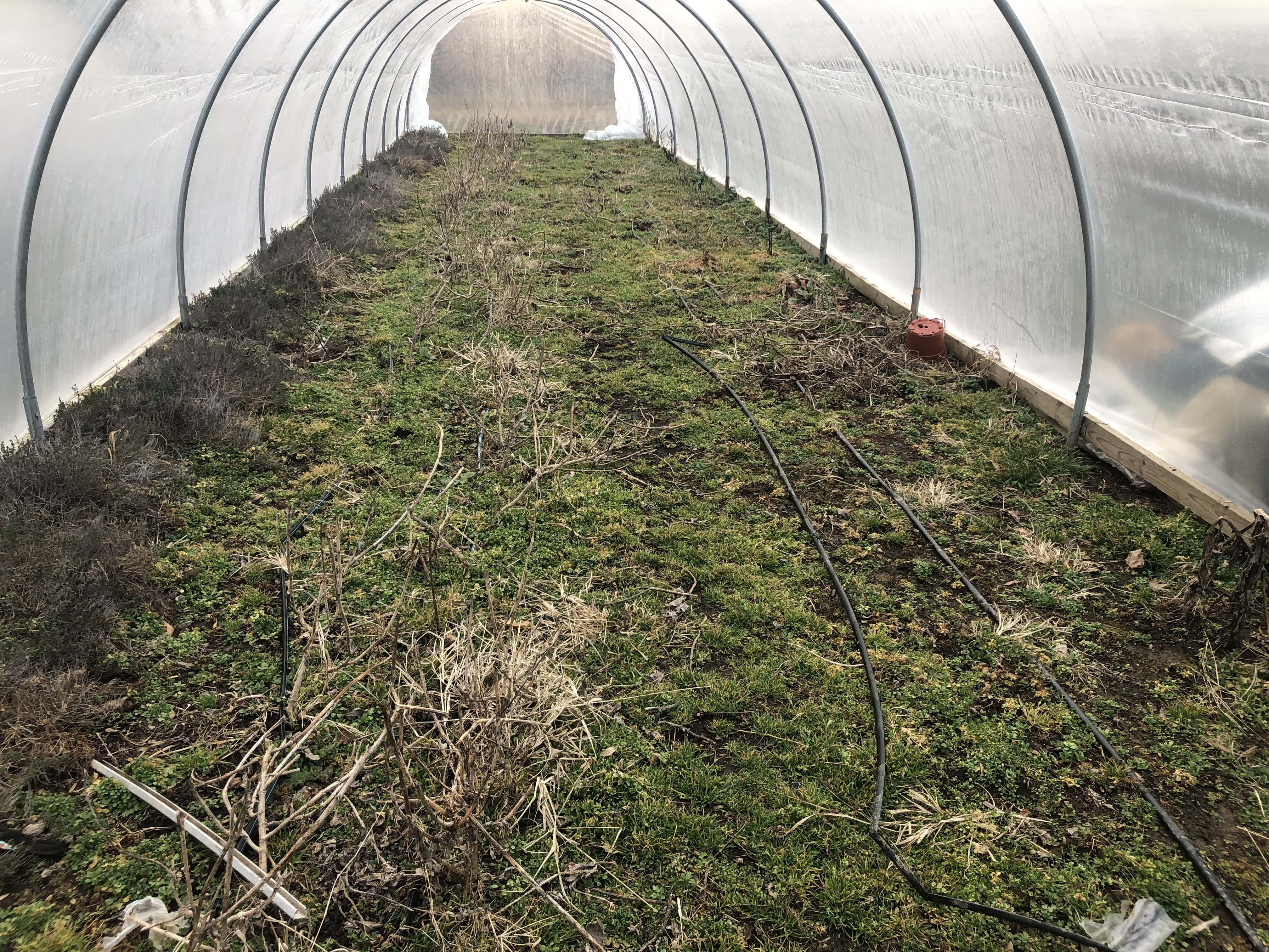 looking short grassy ground inside of a tunnel - 8' tall hoops cover in plastic.