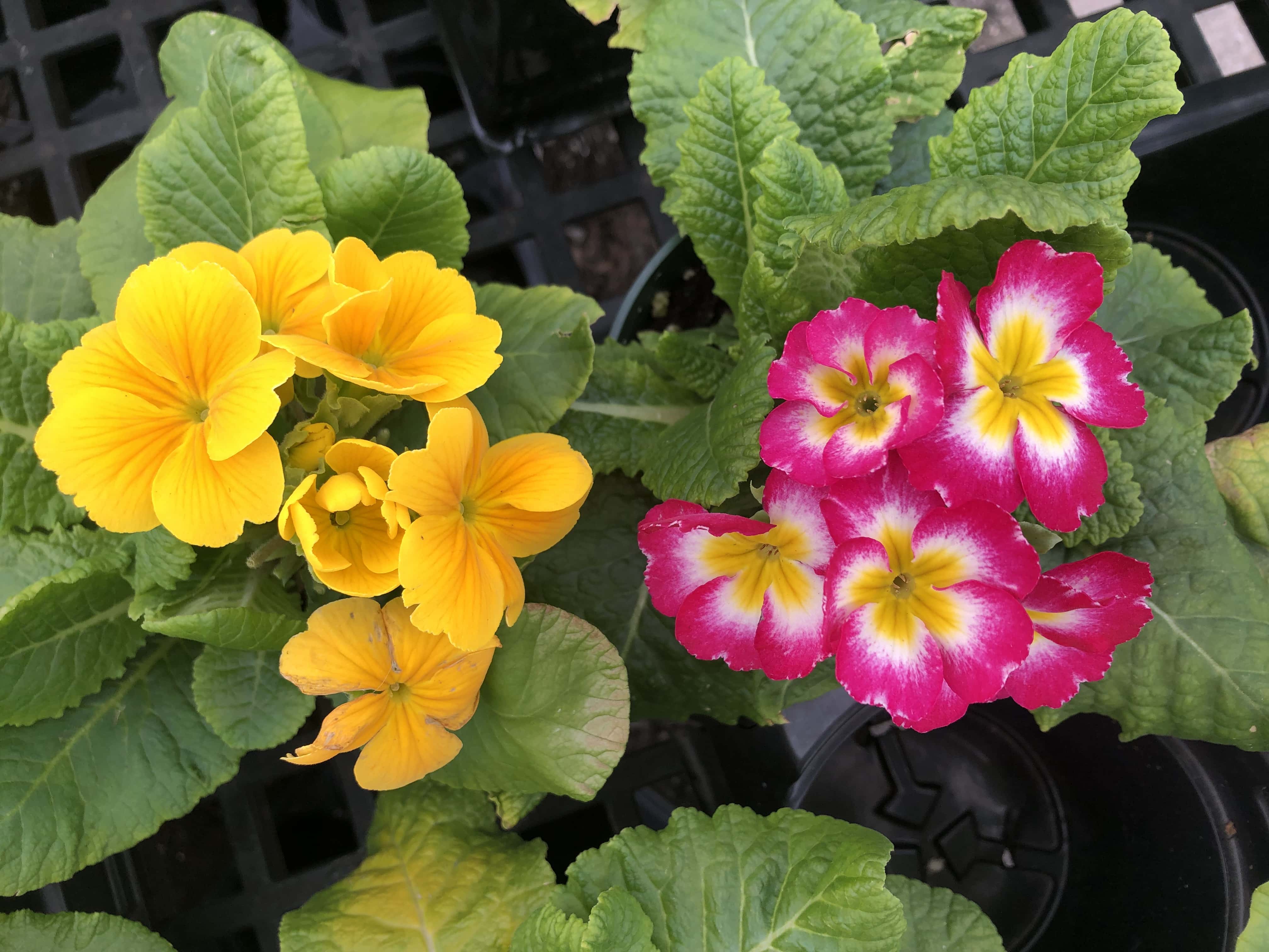 primrose plants flowering: on the left is bright yellow and on the right is pink edges with yellow centers