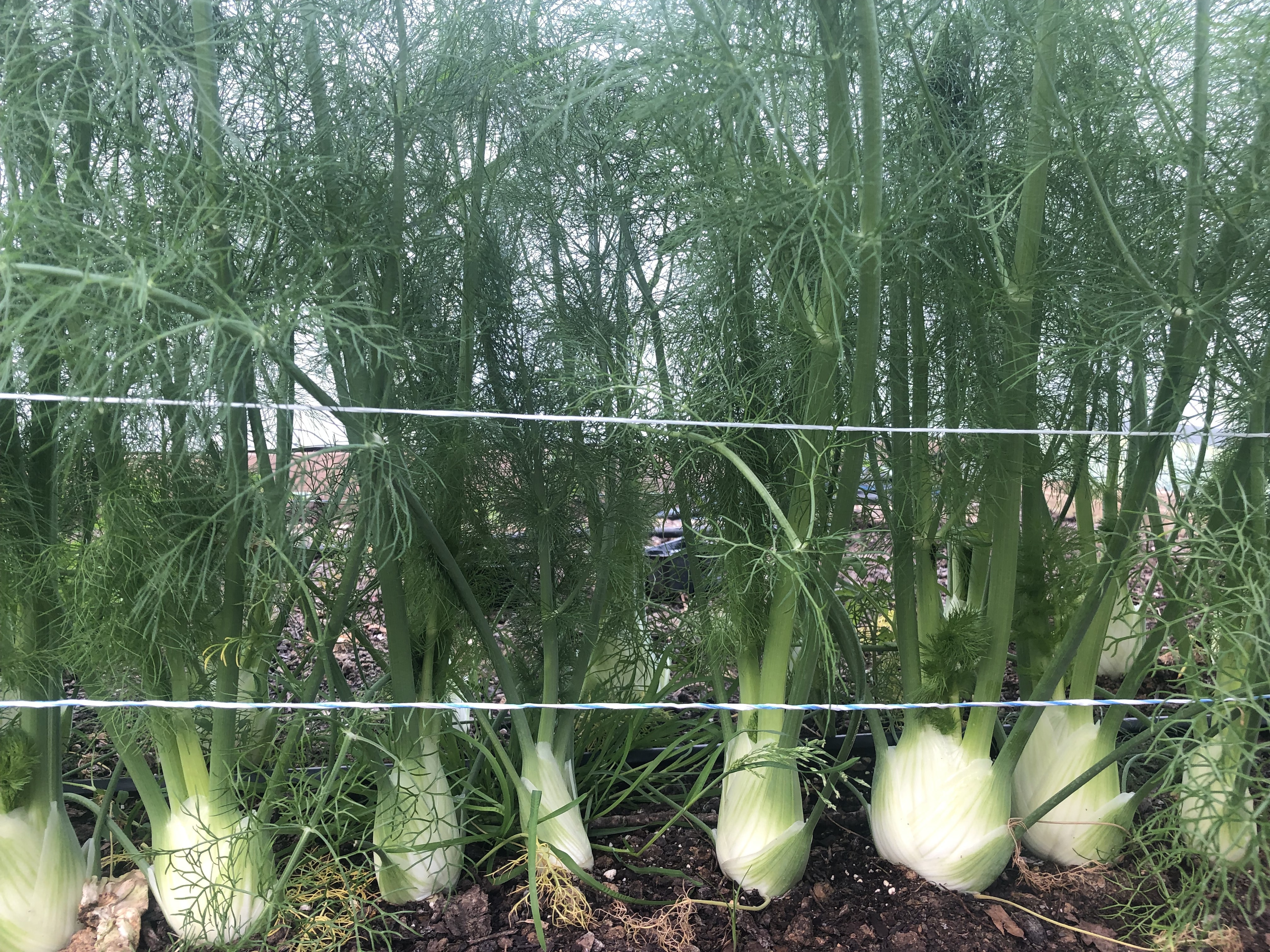 row of 8 fennel growing in the ground. Medium-sized white bulbs dark green feathery leaves