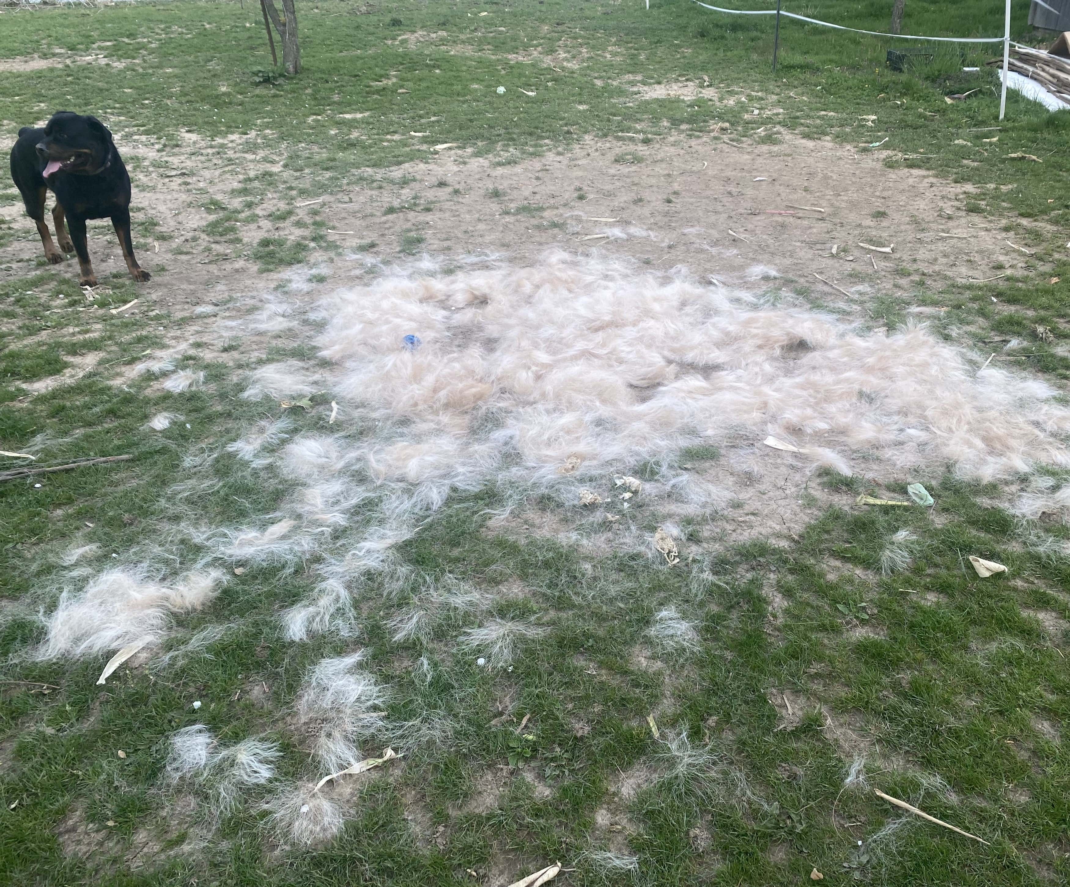rottweiler standing next to a large pile of white horse hair on the ground