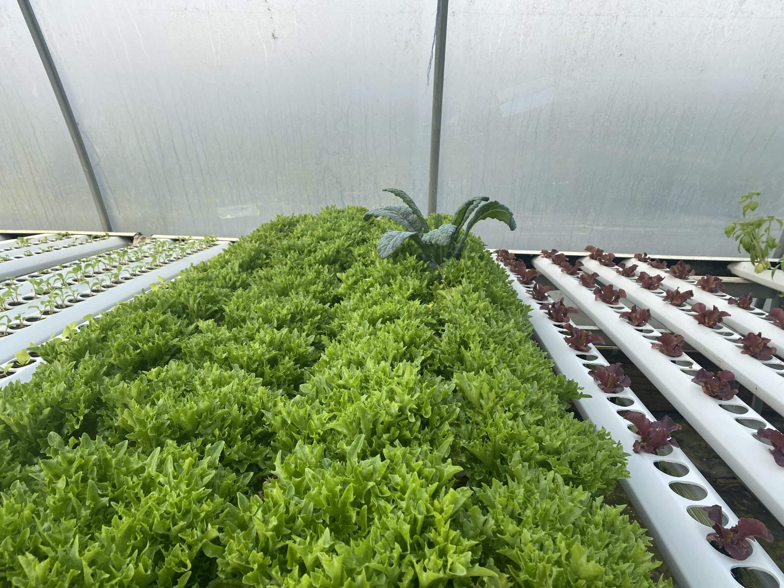 4 rows of green curly leaf lettuce growing hydroponically. In the back is one lone lacinato kale, towering above the lettuce