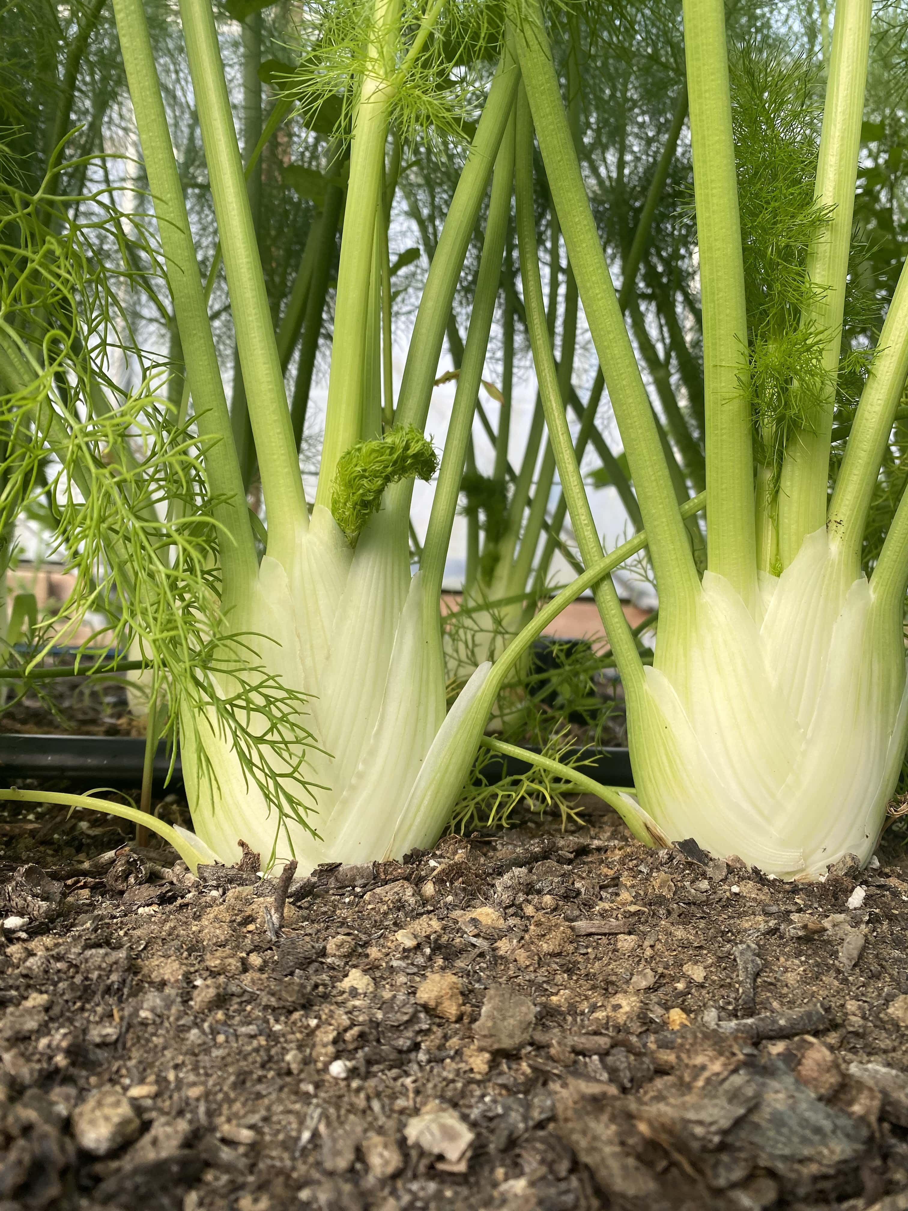 2 fennel bulbs growing up from the ground