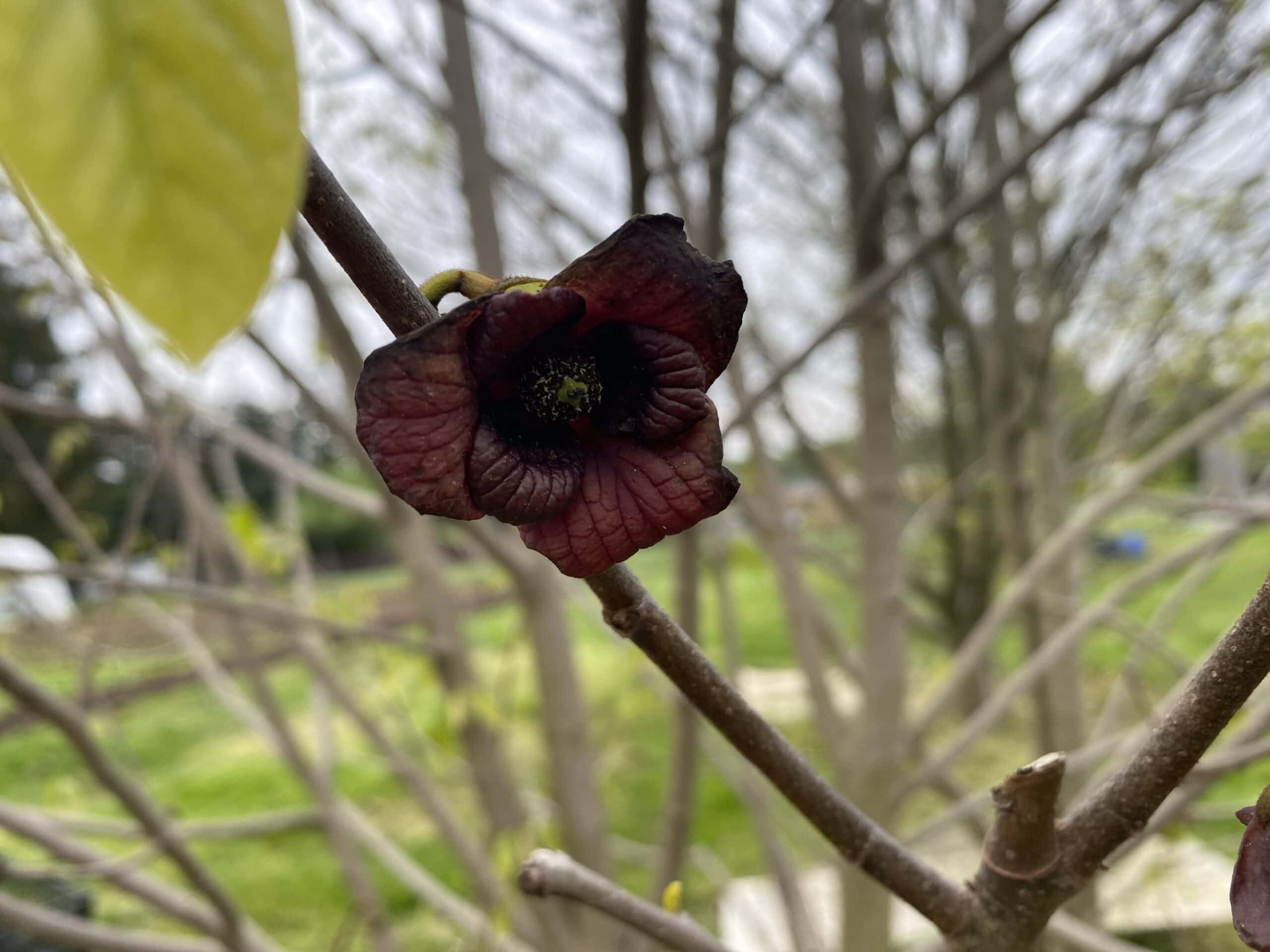Pawpaw flower. Very dark maroon with 3 petals curling back.