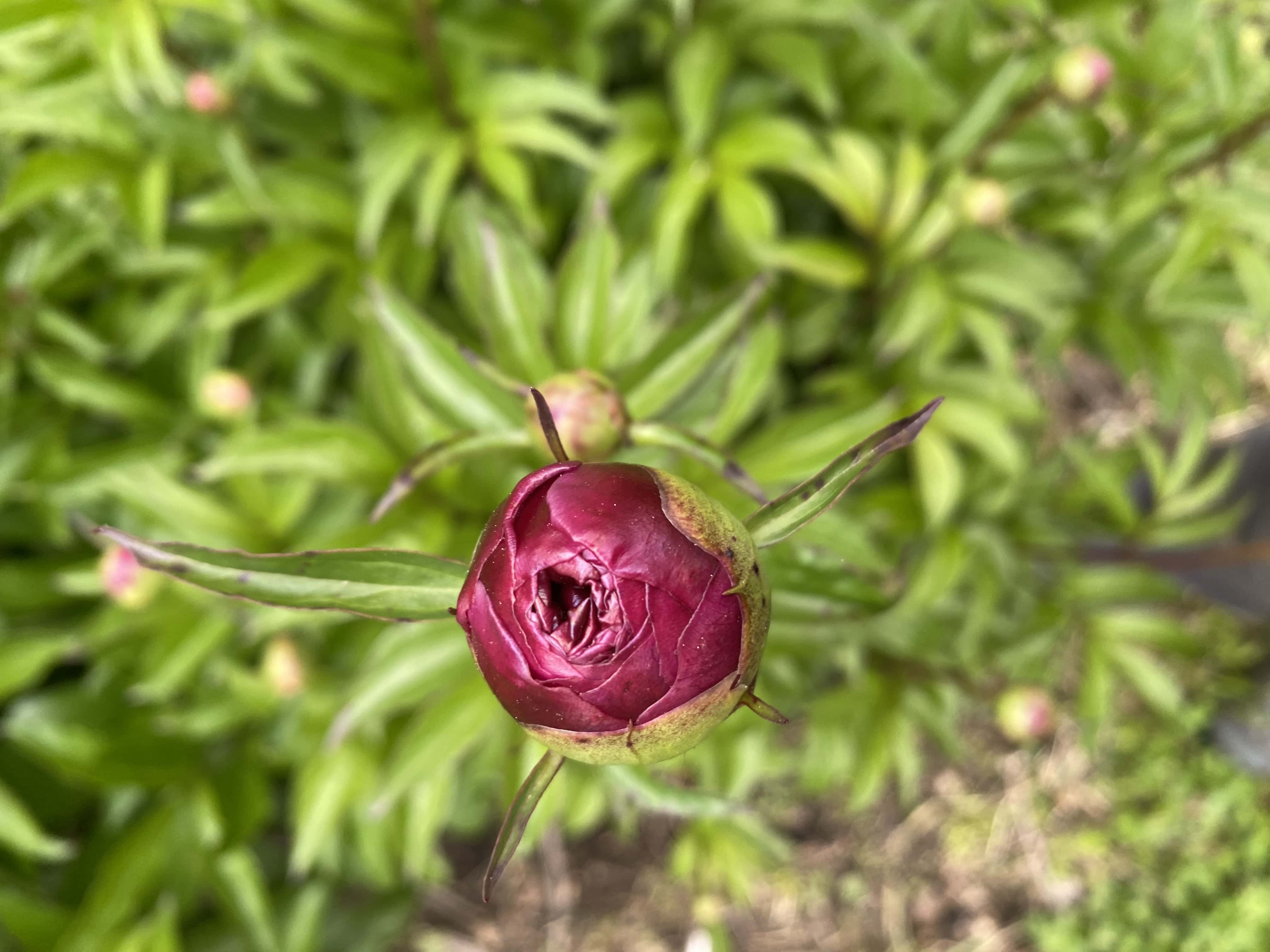 a very dark pink peony bud with green foliage blurry in the background