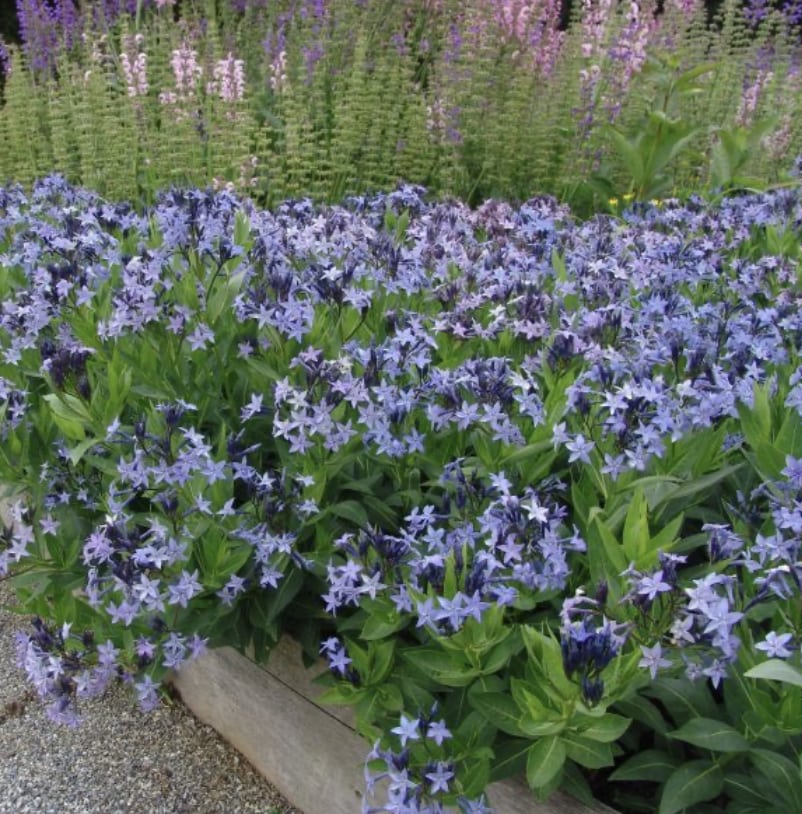 Amsonia 'Blue Ice': small blue-purple star-shaped flowers on upright plants with wide ovoid green leaves