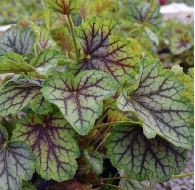heuchera. cordate, mildly lobed green leaves with red veins