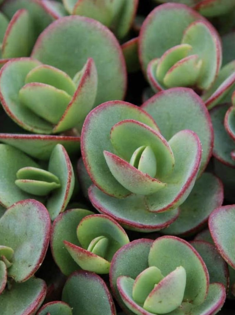 sedum. Thick succulent-looking green-grey leaves with red edges