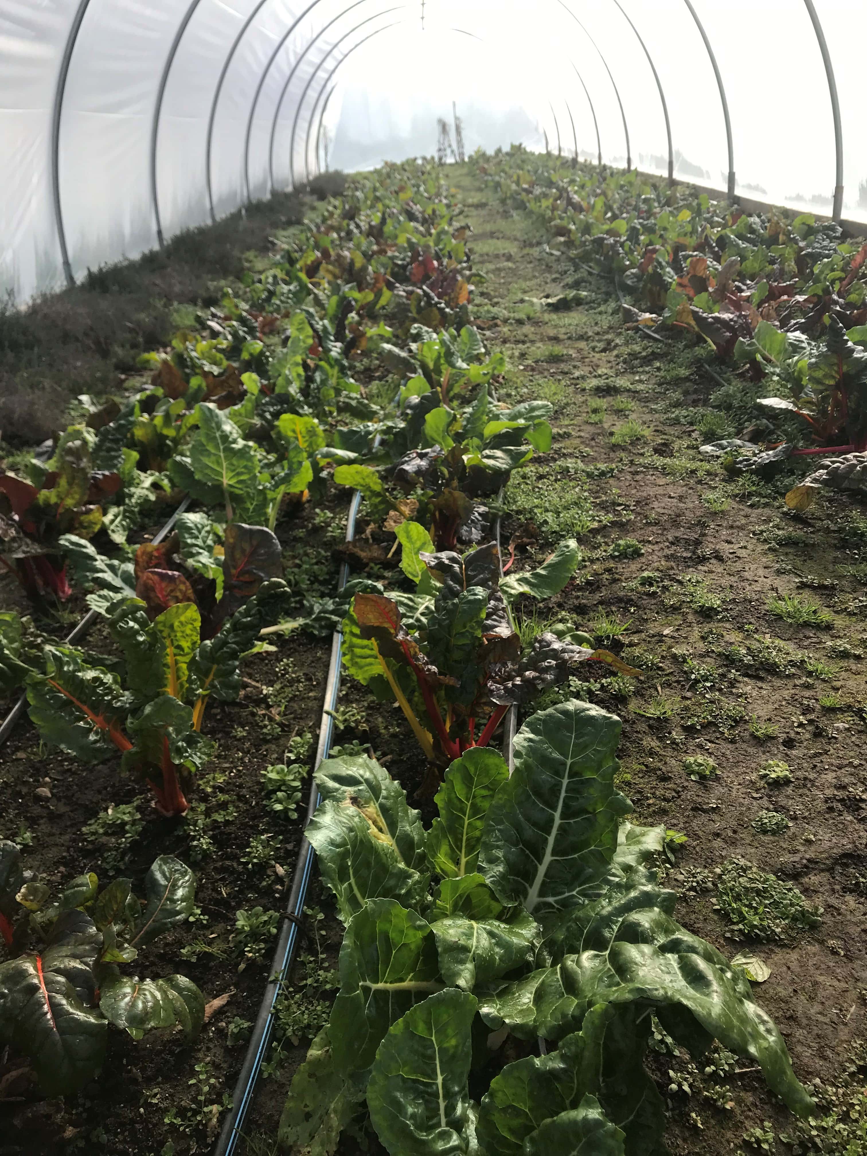 Swiss chard growing in a high tunnel