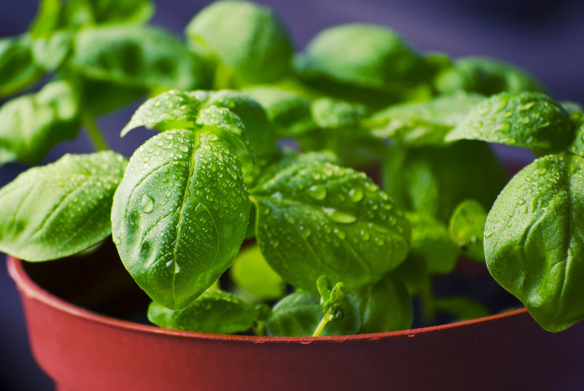 basil plants growing in a red/brown pot. Leaves have drops of water on them.