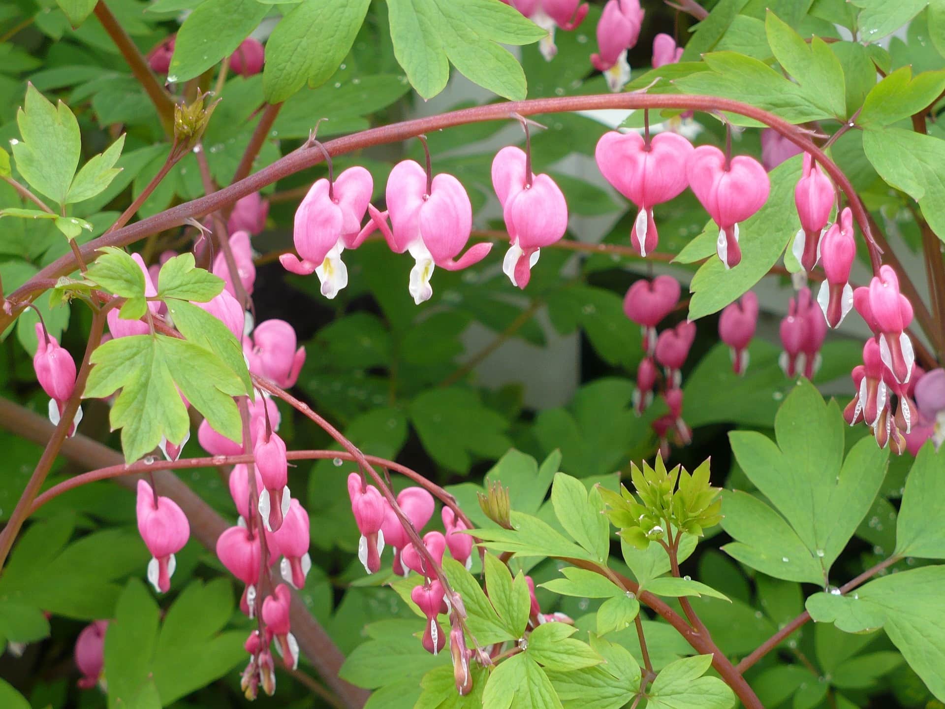 bleeding heart pkant. pink heart-shaped flowers hang in a row off a brownish stem. From the center of each flower is a longer white petal.