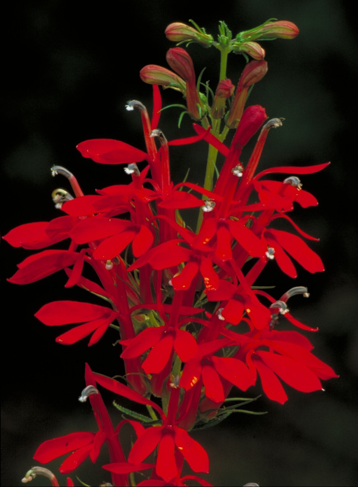 cardinal flower. Bright red spiky flowers