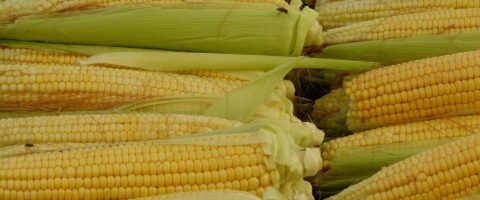 corn, corn on the cob, corn kernels-65282.jpg