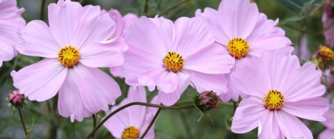 a row of pale pink/light purple cosmos flowers