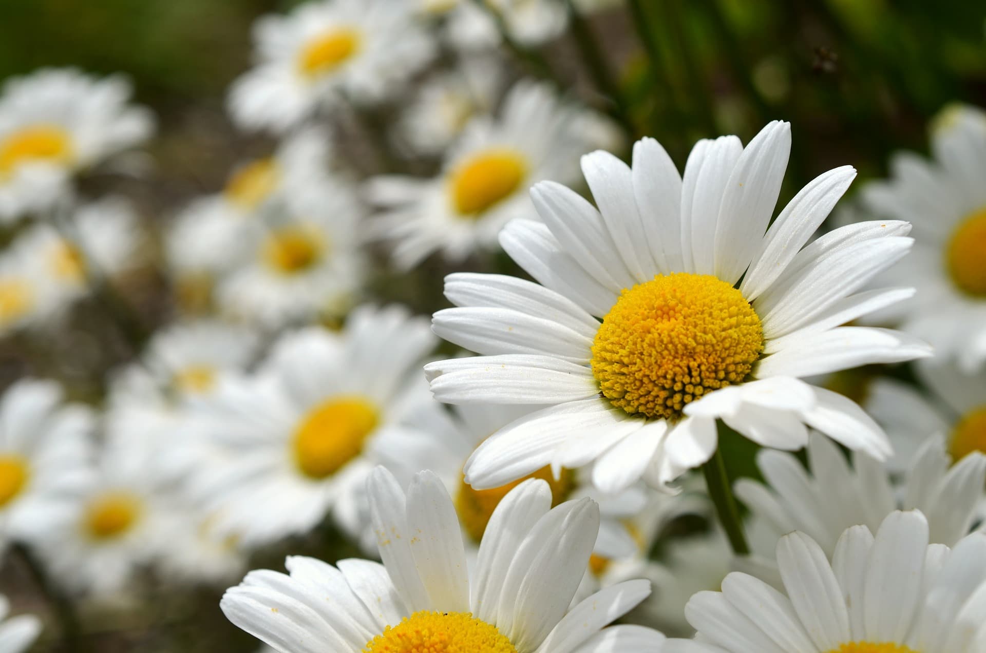 Shasta daisies: white petals surround a yellow center