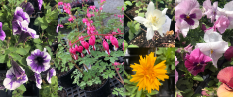 left to right flowers growing on plants: dark purple and hwit epetunias, pink and whit ebleeding hearts, white columbine, yellow tickseed, and pansies in various shades of pink