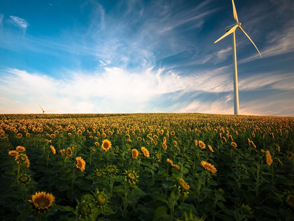 sunflowers, windmill, field, farm, sunflower farm, wind turbine, beautiful flowers, agriculture, flower wallpaper, sunflower field, wind energy, renewable energy, wind power, clouds, flora, flowers, idyllic, flower background, nature, peaceful, plants, rural, sky