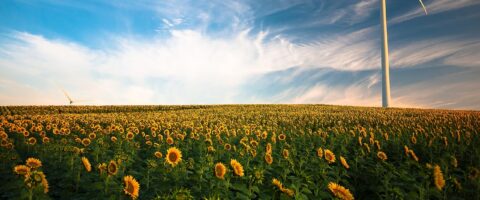 sunflowers, windmill, field, farm, sunflower farm, wind turbine, beautiful flowers, agriculture, flower wallpaper, sunflower field, wind energy, renewable energy, wind power, clouds, flora, flowers, idyllic, flower background, nature, peaceful, plants, rural, sky