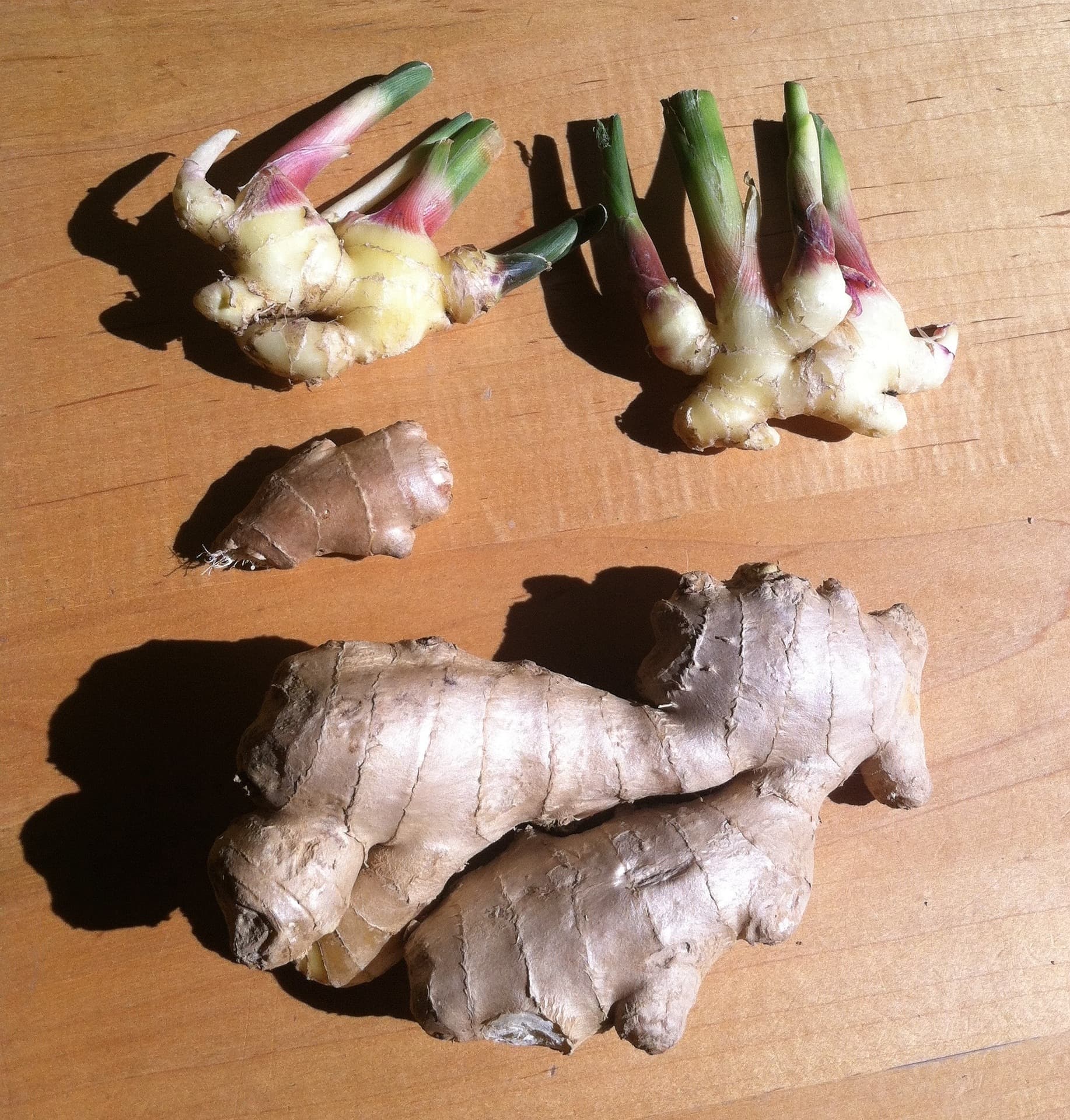 pieces of ginger on a table. Fresh ones with stems still attached and white roots at the top with older, dry-skinned ginger underneath