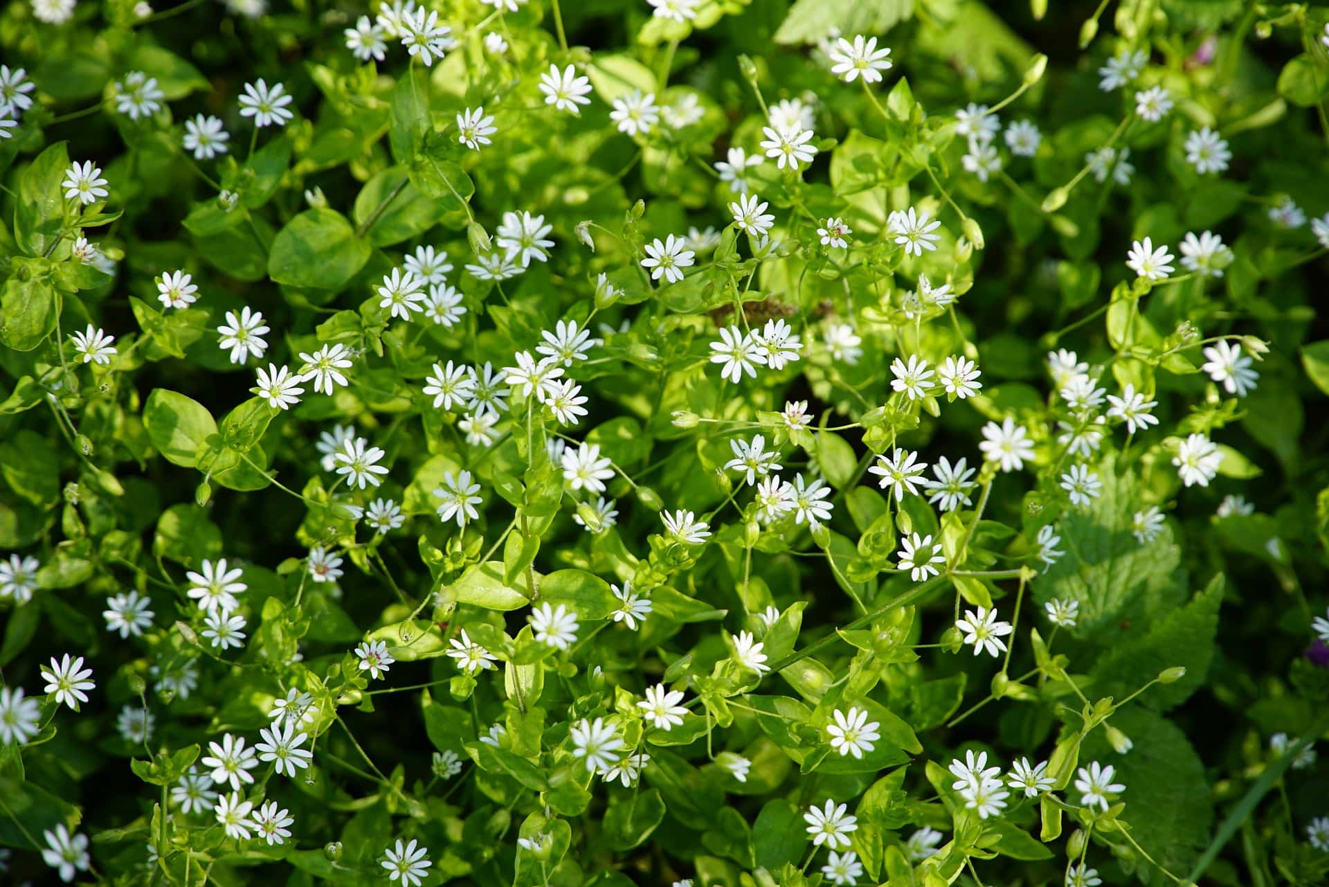 little white chickweed flowers and the green leaves