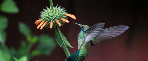 hummingbird hovering in front of a spiky orange flower