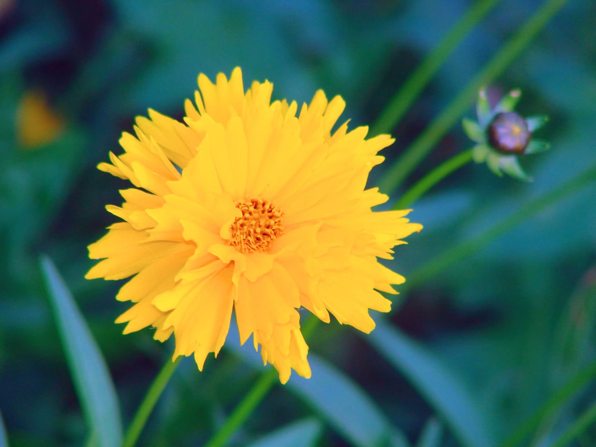 Lance leafed coreopsis: bright yellow flowers with feathered edges