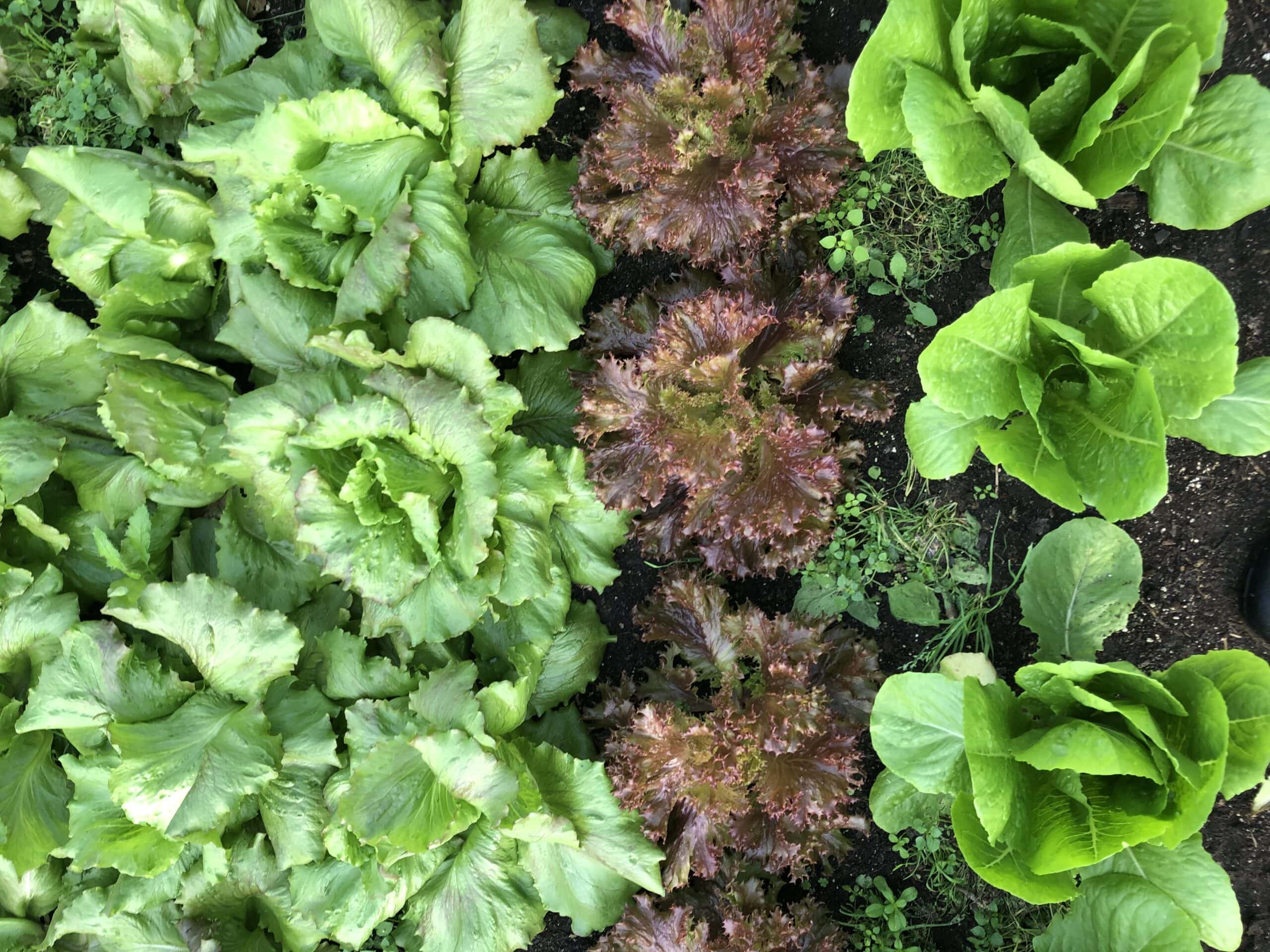 lettuce 11-12-22 (2)