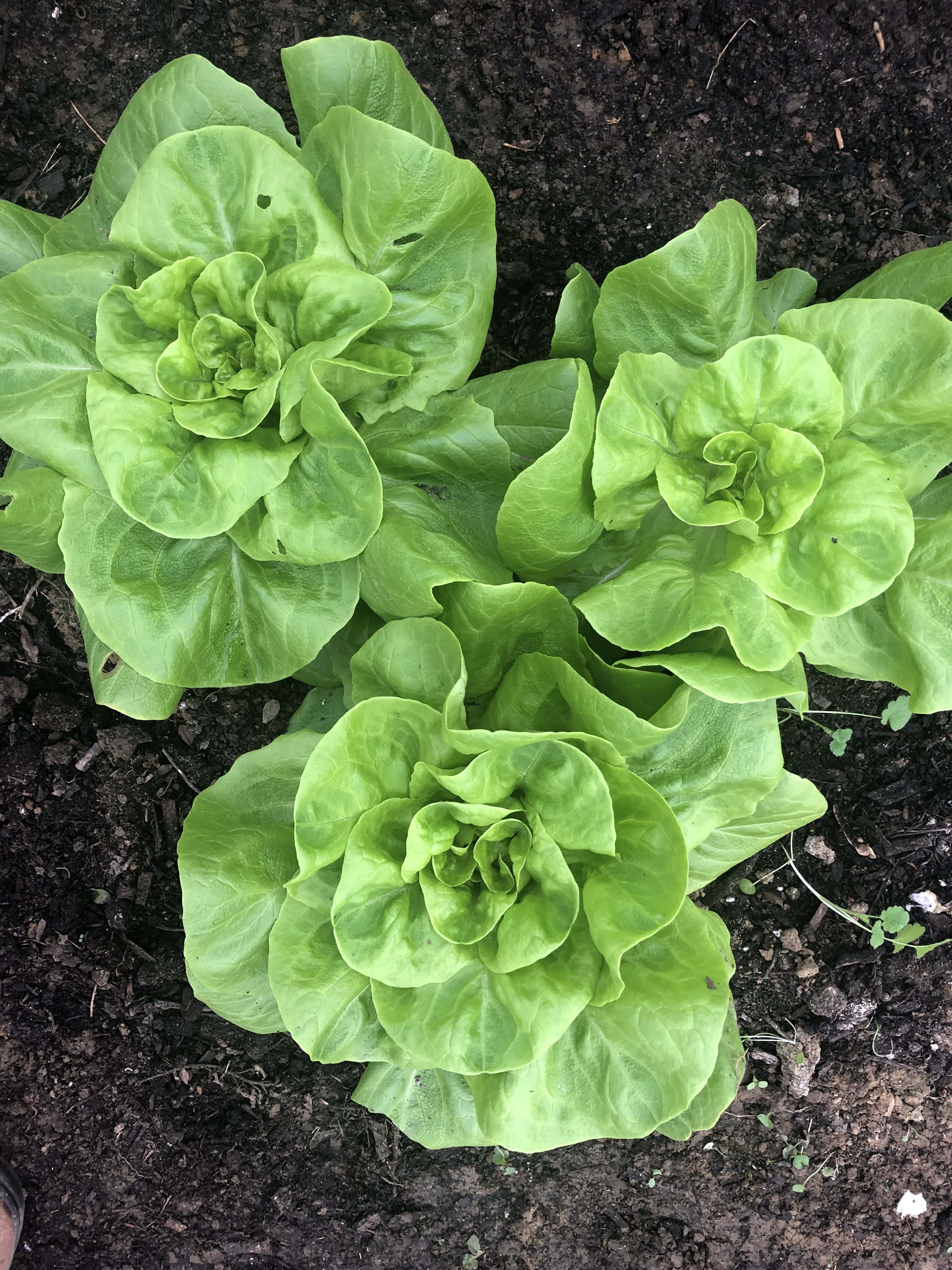 3 green lettuce in a triangle shape growing in the ground