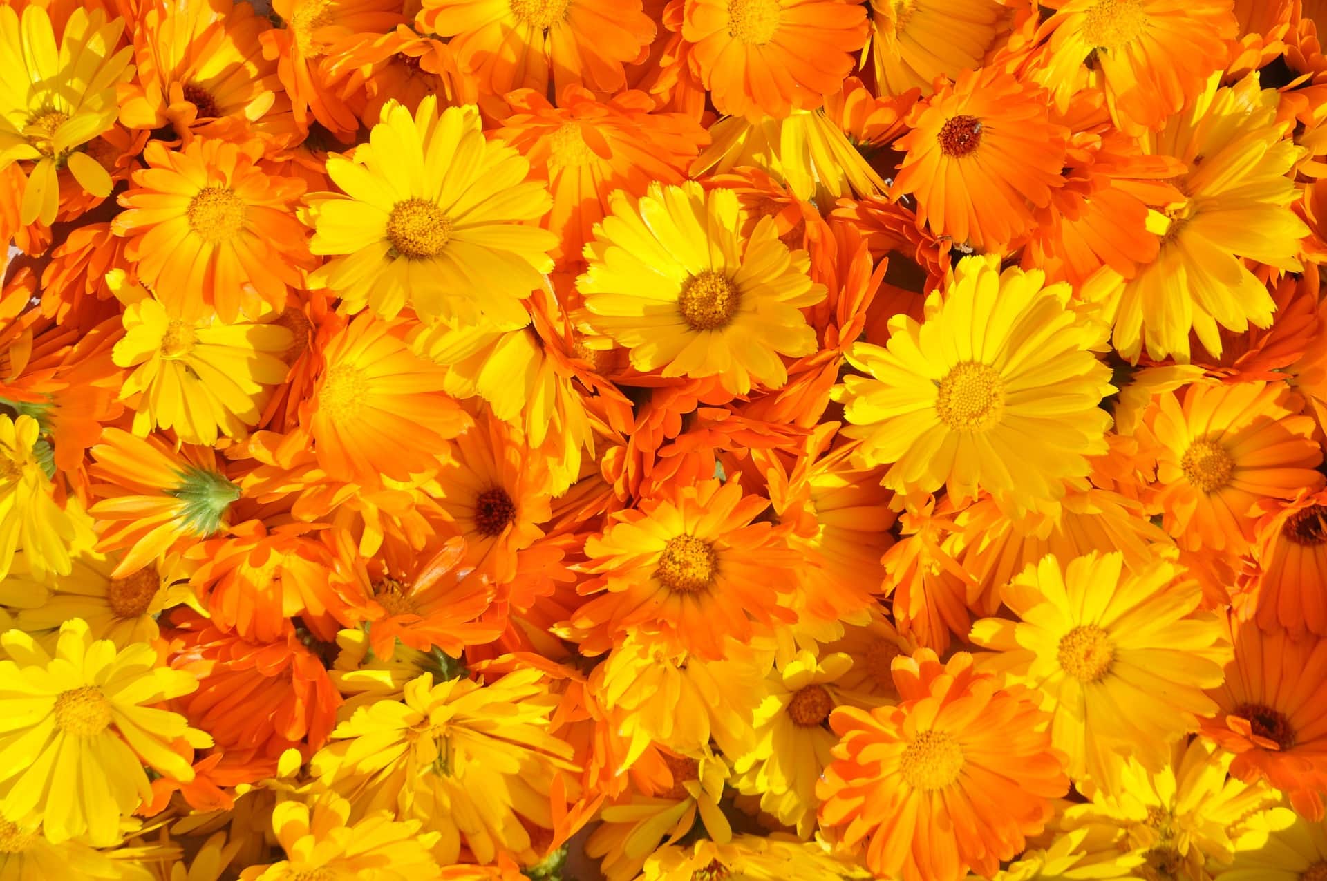 image is filled with yellow and orange calendula flowers