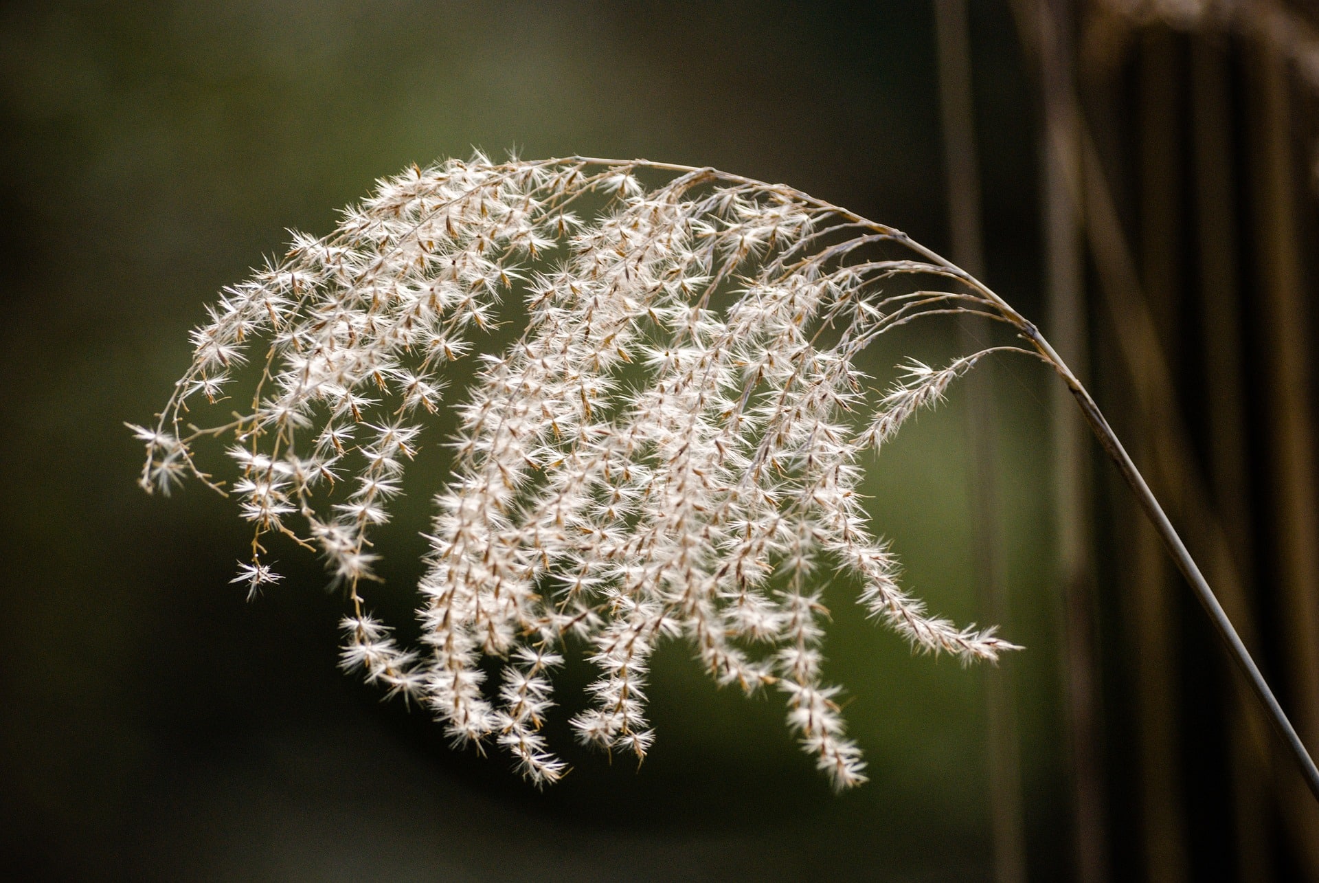 feathery-looking grass